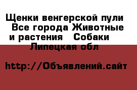 Щенки венгерской пули - Все города Животные и растения » Собаки   . Липецкая обл.